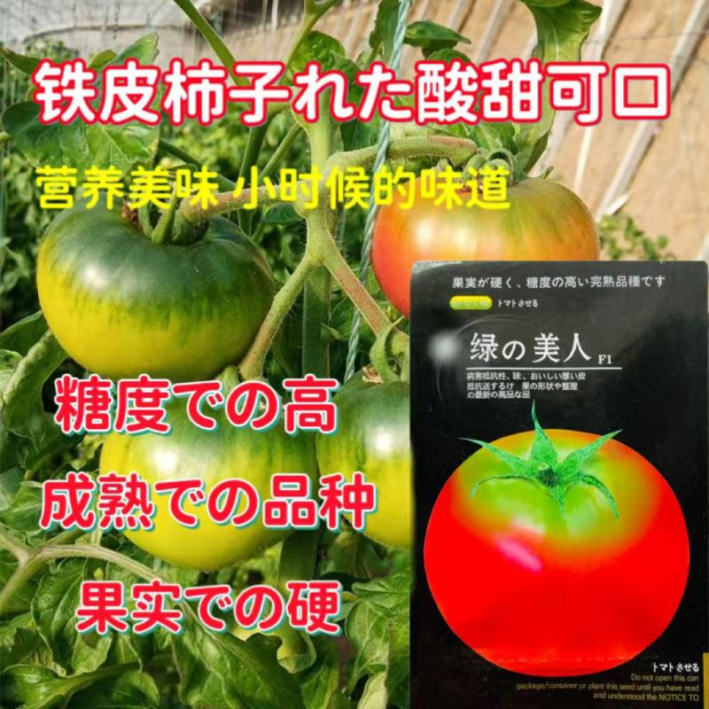 绿美人番茄种子无限生长型早熟耐寒粉红高圆大果绿肩抗春秋播