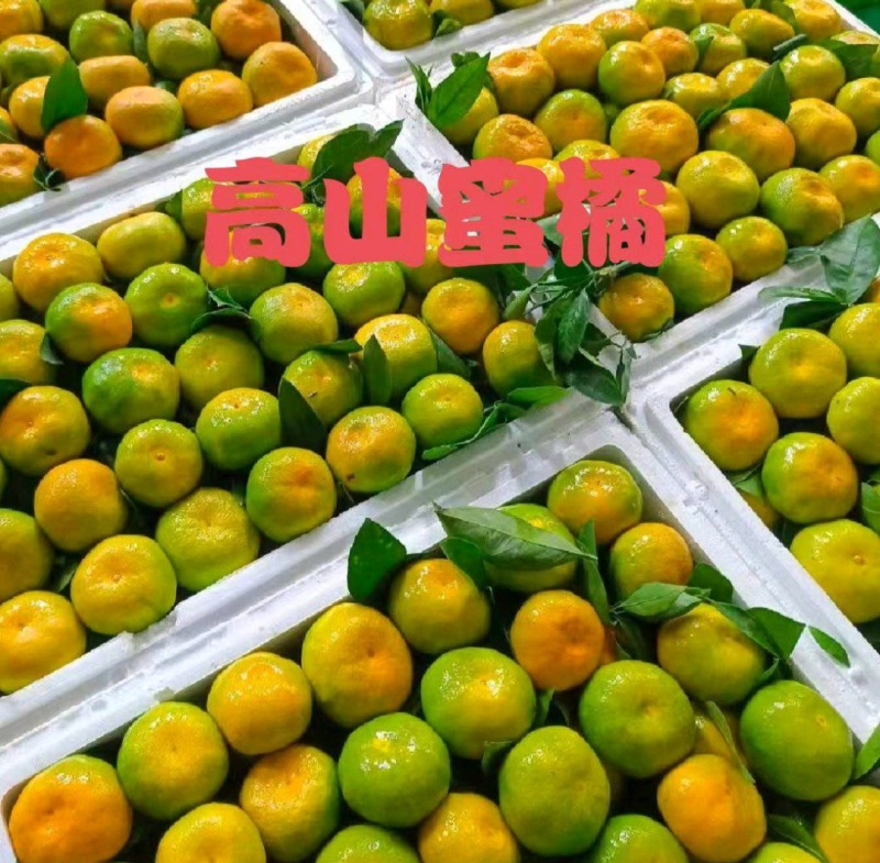 《实力》云南蜜桔高山蜜橘柑桔电商社团市场商超外贸出口