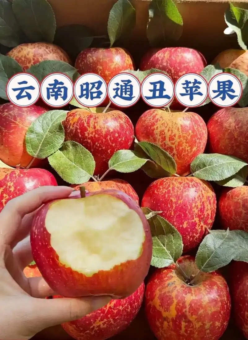 云南昭通丑苹果，核心产区直发，新鲜采摘，
