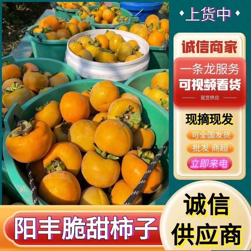 阳丰脆柿子《电商平台/一件代发/市场批发》新鲜采摘发货