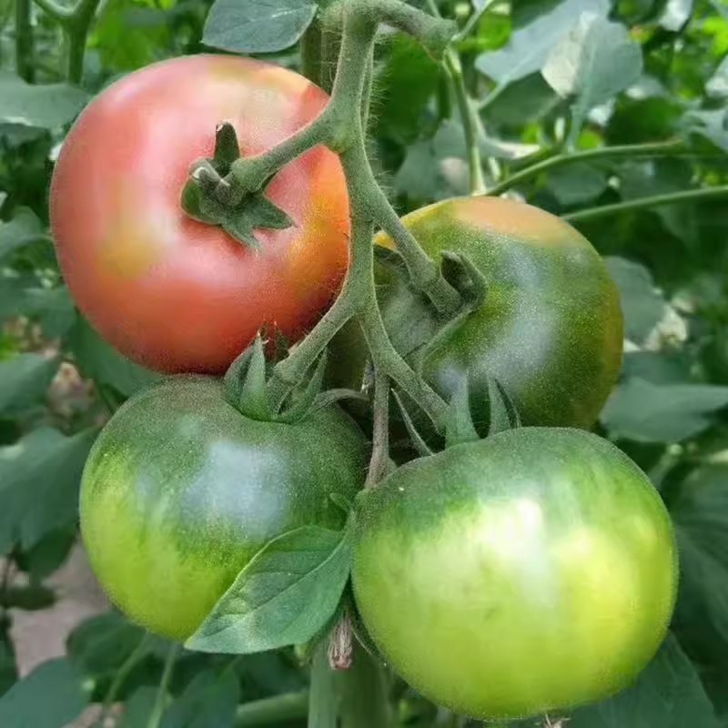 一番炸草莓番茄种子正品抗病高产含糖量高甜酸沙瓤多汁