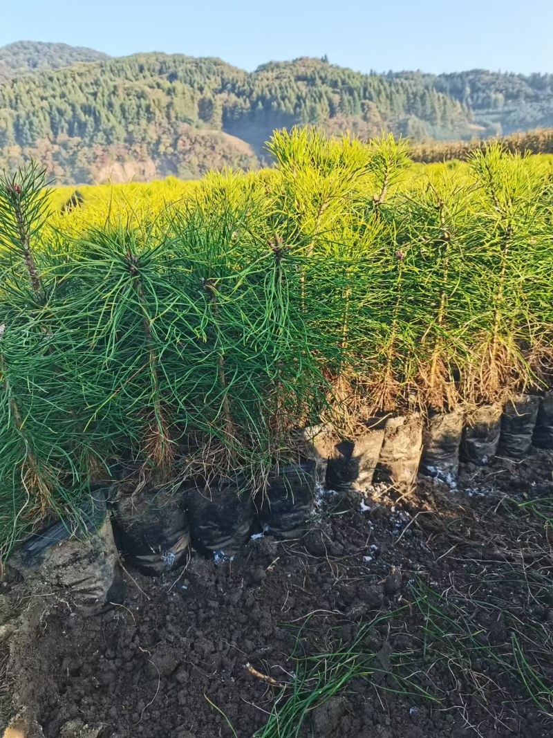 樟子松2年移床苗