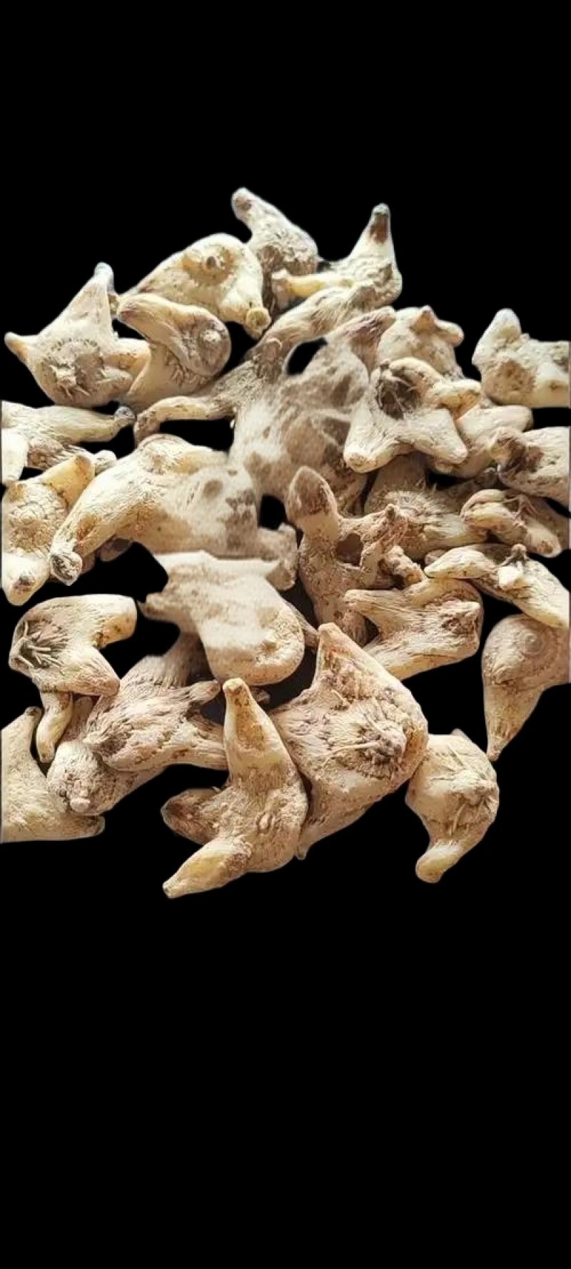 三叉紫花白芨