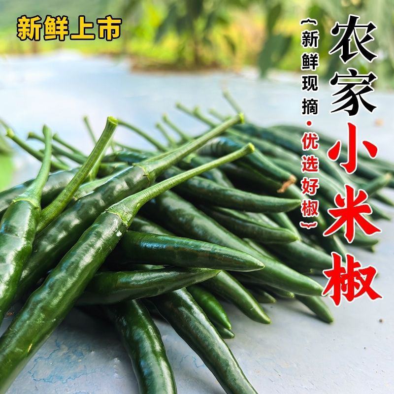 精品小米青尖椒今日报价质量好品质有保障电商商超市各大市场