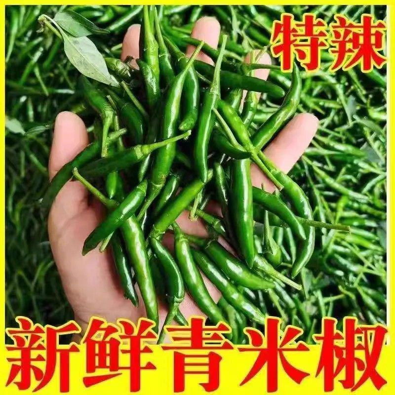 精品小米青尖椒今日报价质量好品质有保障电商商超市各大市场
