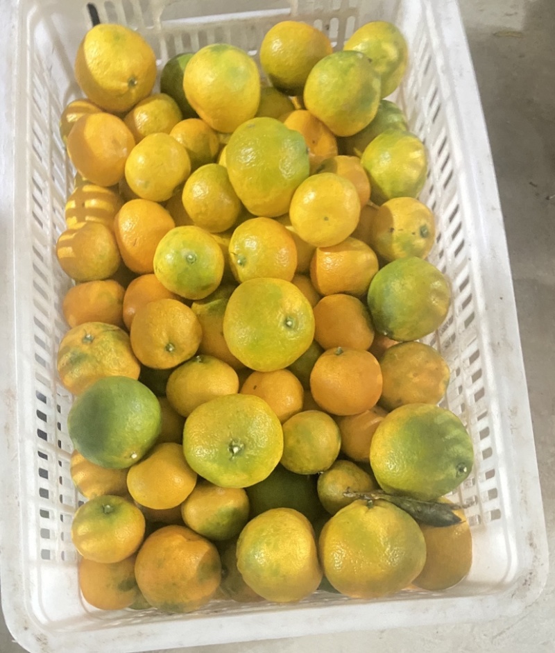 湖南石门蜜橘