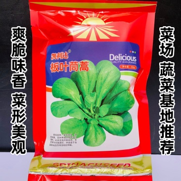 丹麦引进板叶茼蒿种子四季耐热耐寒蔬菜大叶茼蒿菜种籽蓬蒿菜