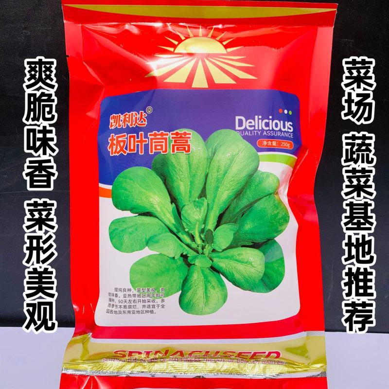 丹麦引进板叶茼蒿种子四季耐热耐寒蔬菜大叶茼蒿菜种籽蓬蒿菜