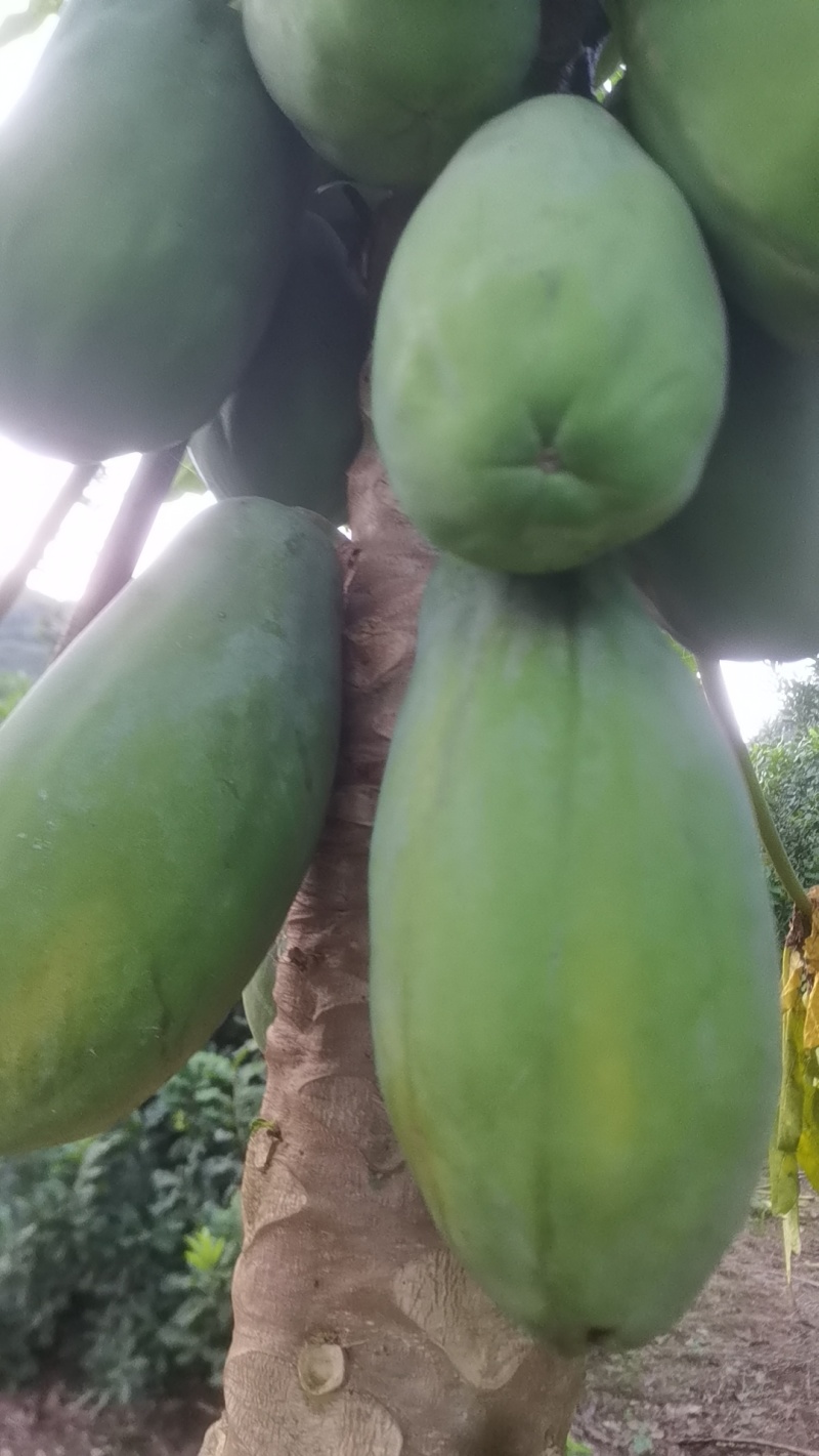 红心大白木瓜