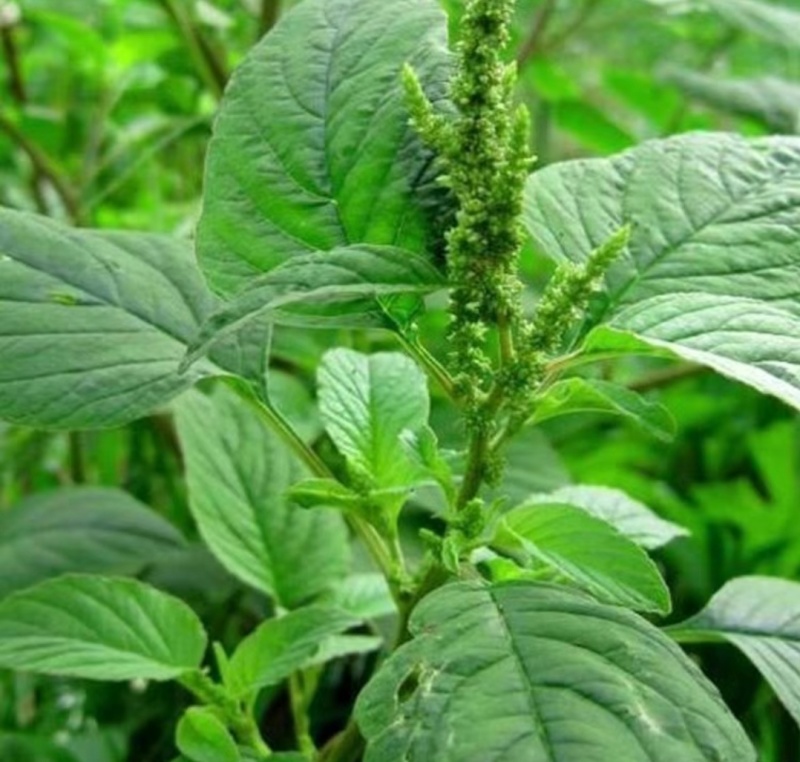 野生绿色苋菜籽