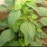 野生绿色苋菜籽