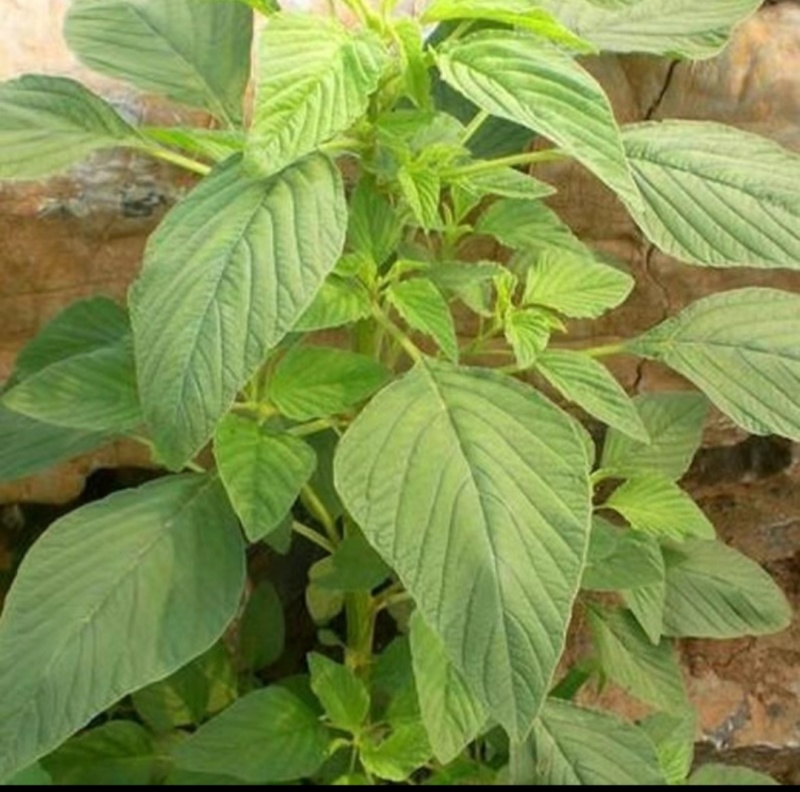 野生绿色苋菜籽