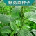 野生绿色苋菜籽