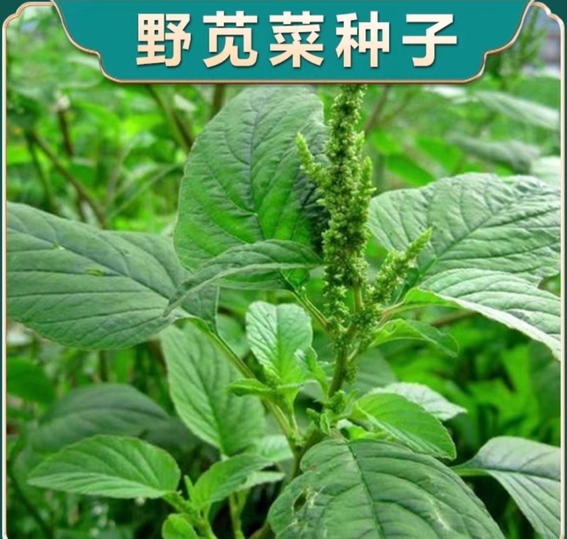 野生绿色苋菜籽