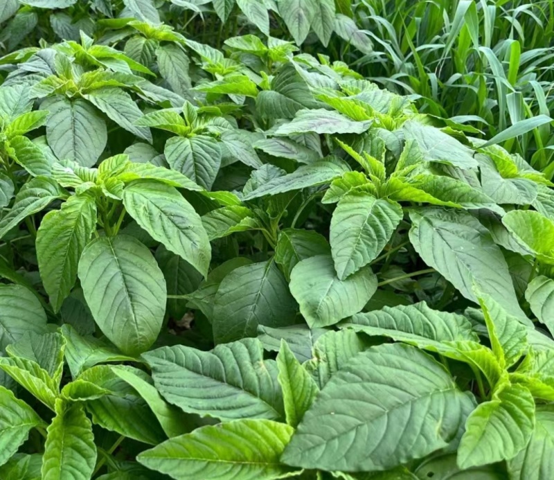 野生绿色苋菜籽