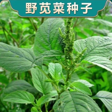 野生绿色苋菜籽