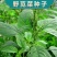 野生绿色苋菜籽