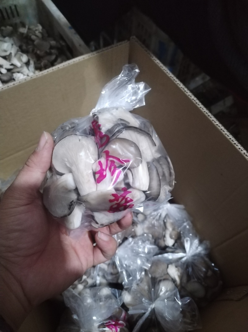 精品秀珍菇，可定制包装新鲜采摘货源地直发