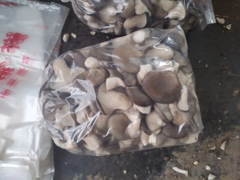精品秀珍菇，可定制包装新鲜采摘货源地直发