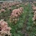 四季桂花树（五彩桂花树苗）