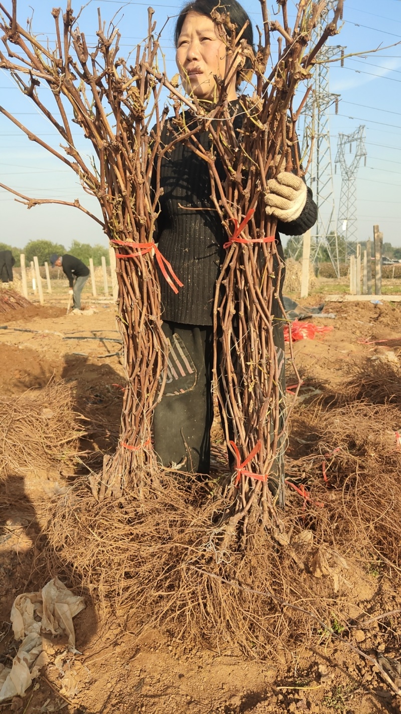 秦皇岛2年生当年挂果巨峰蓝宝石红提维多利亚葡萄苗
