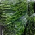 鲜青辣椒（二荆条