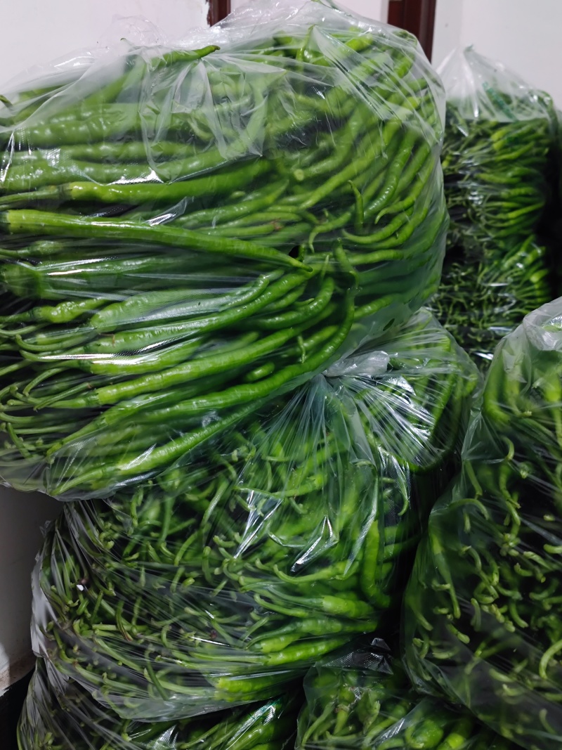 鲜青辣椒（二荆条