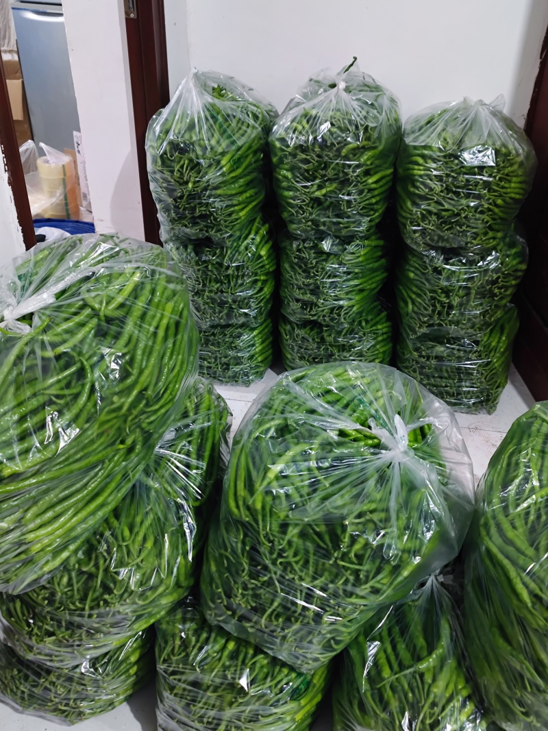 鲜青辣椒（二荆条