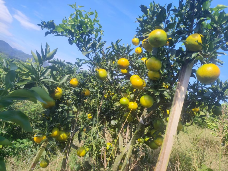 早熟杷杷柑阿蜜达果大丰产糖度高比春见早熟一个月。