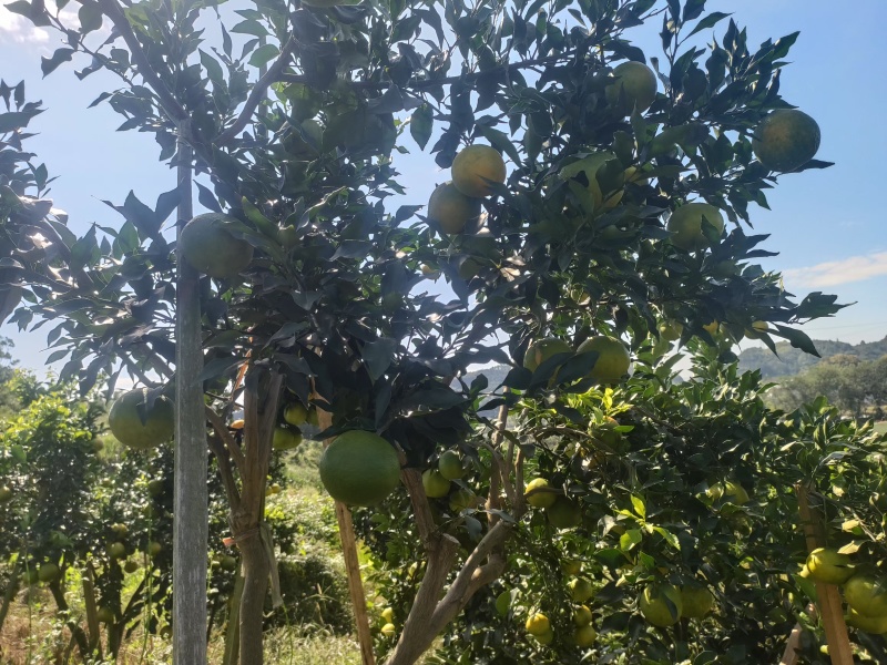 早熟杷杷柑阿蜜达果大丰产糖度高比春见早熟一个月。