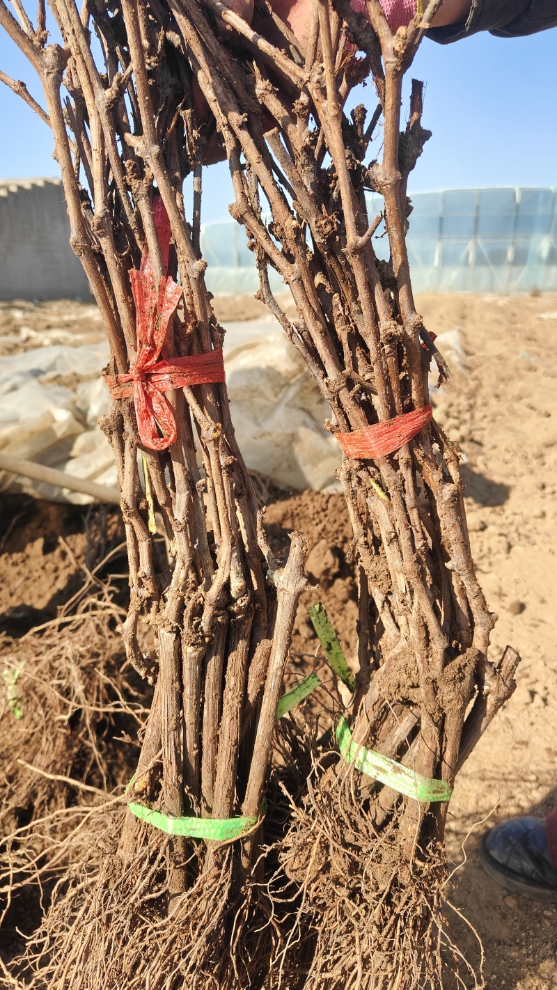 电商直播嫁接葡萄苗扦插苗高条葡萄大量出售基地直发保证质量