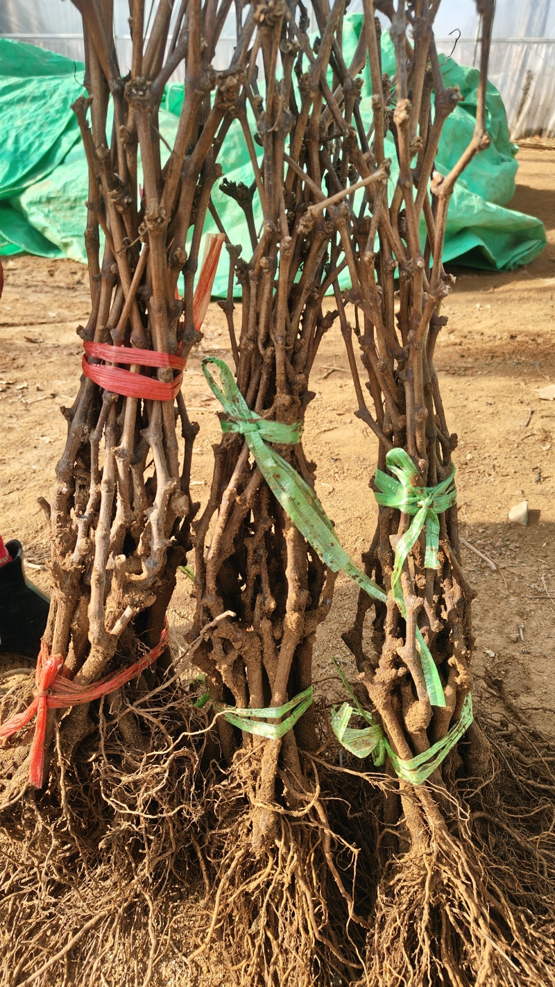 电商直播嫁接葡萄苗扦插苗高条葡萄大量出售基地直发保证质量