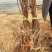 电商直播嫁接葡萄苗扦插苗高条葡萄大量出售基地直发保证质量