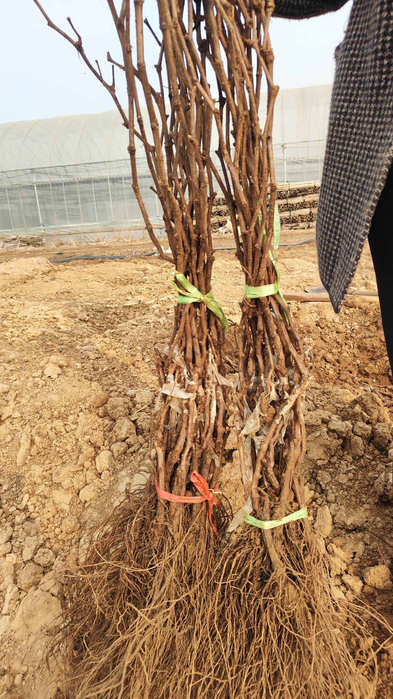 电商直播嫁接葡萄苗扦插苗高条葡萄大量出售基地直发保证质量