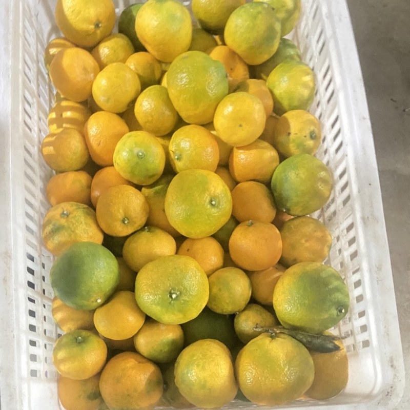 湖南石门蜜橘