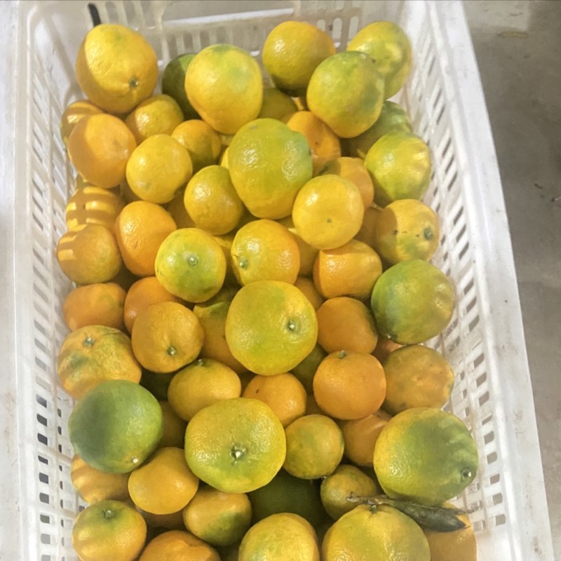 正宗湖南石门县蜜橘