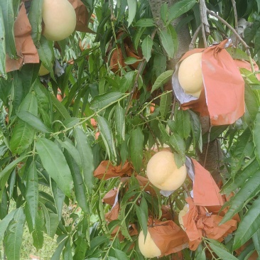 金秋红蜜水蜜桃冬桃50亩