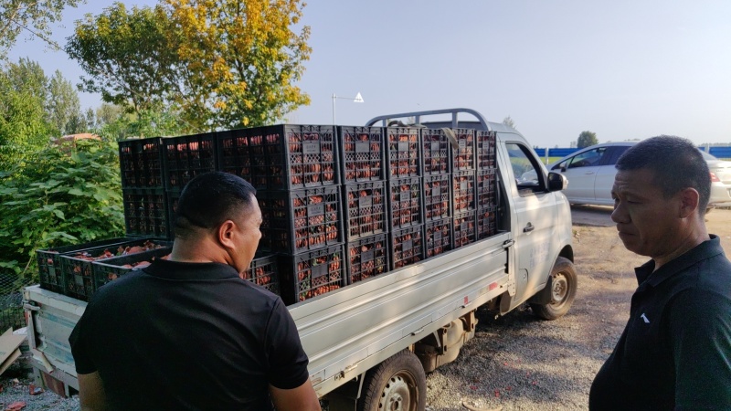 金秋红蜜水蜜桃冬桃50亩