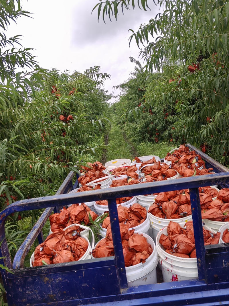 金秋红蜜水蜜桃冬桃50亩