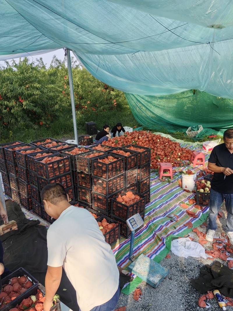 金秋红蜜水蜜桃冬桃50亩