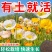 虞美人种子混色冰岛虞美人花种子春秋季播种庭院室外耐寒花种