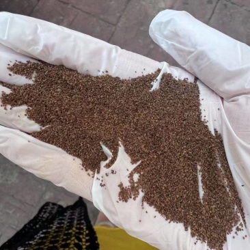 毛地黄种子指顶吊钟花种籽洋地黄耐寒四季易种室内阳台绿植盆