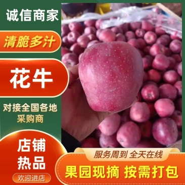 礼县花牛苹果已熟，欢迎新老客户采购，今年产量不多，速度