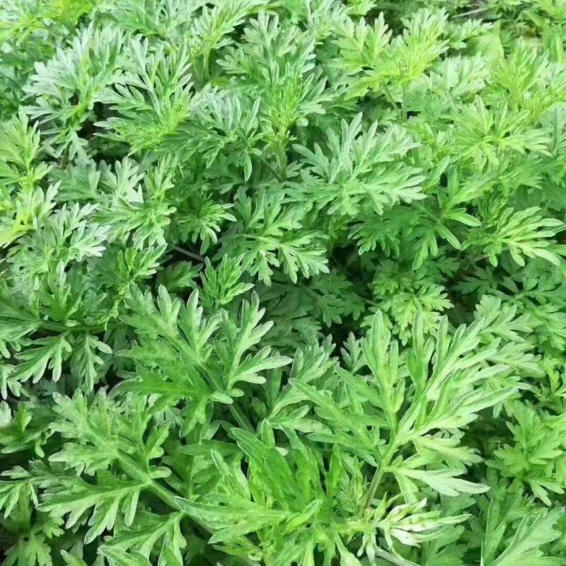橙乡富硒艾草苗可食用艾粄，青团。新鲜艾草种苗欢迎订购