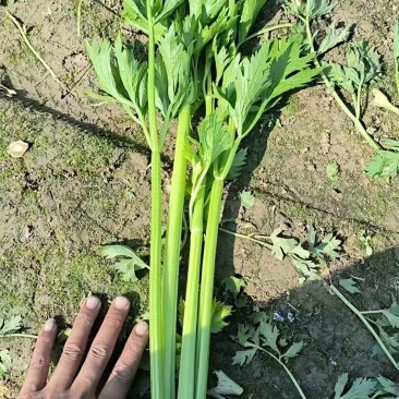 西芹
