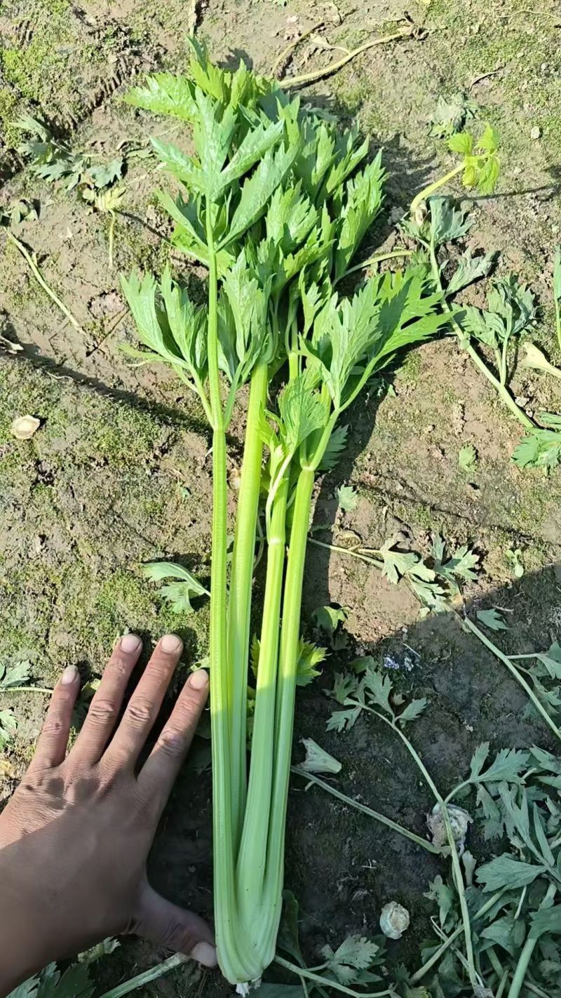 西芹
