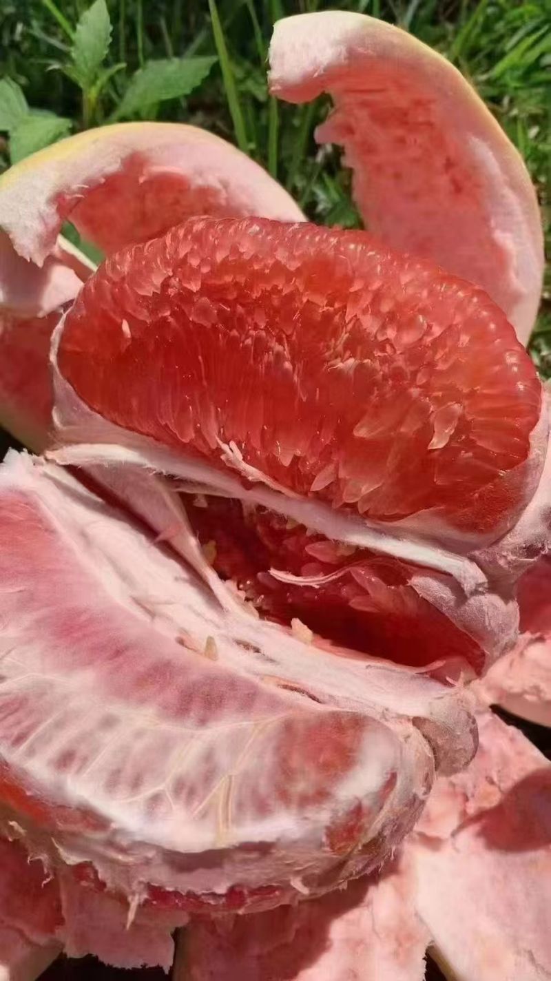 高山蜜柚一手货源，果子口感好，表皮颜值高，价格美丽，