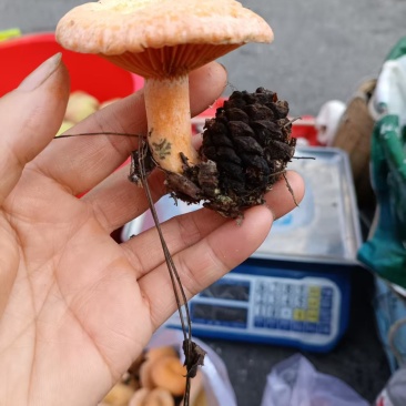 枞树菌精品