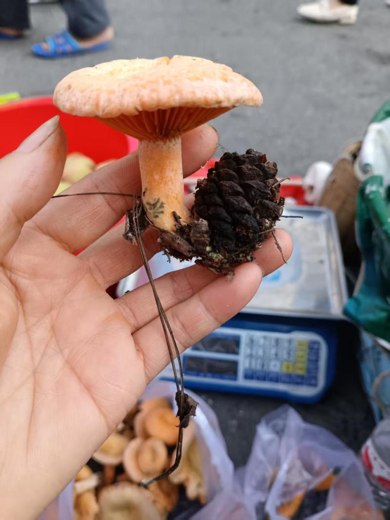 枞树菌精品