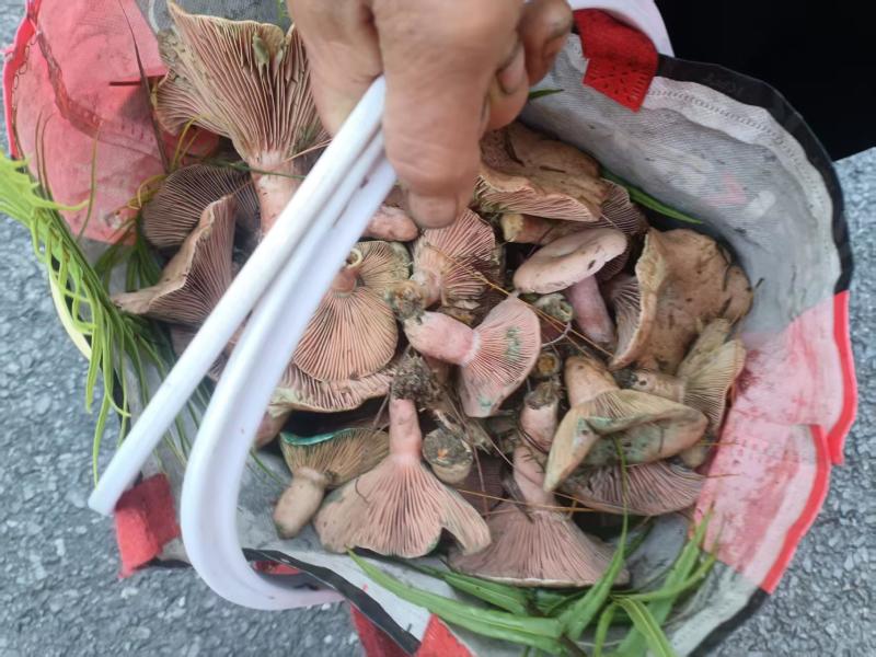 枞树菌精品